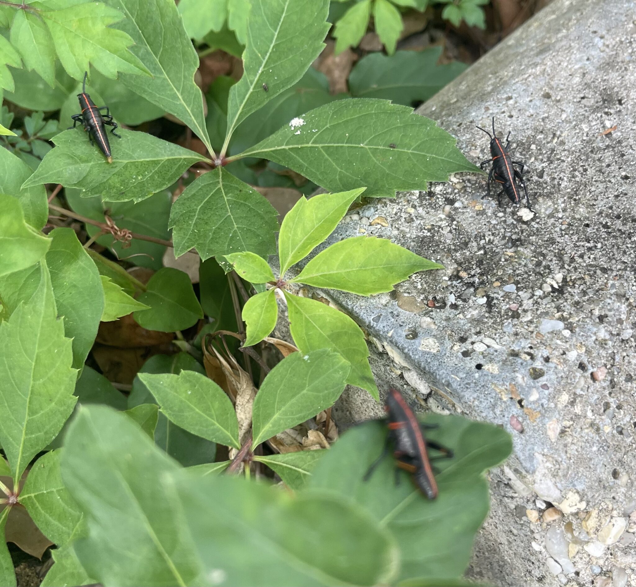 Great Devil’s Horse Krystal’s Blog